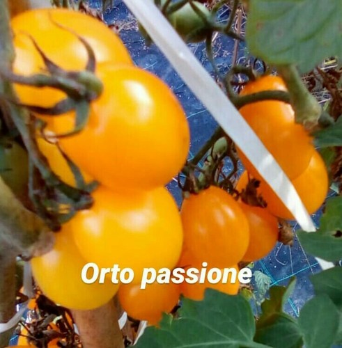 Semi pomodoro datterino - 25,