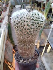 Mammillaria bucareliensis Lanata. H 17 cm Old Plant Cactus
