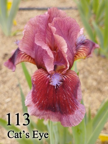 Rizoma iris germanica - 1,