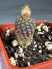 Frailea sp. KPR 14, no