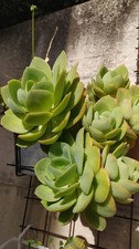 Echeveria elegans – 2 talee