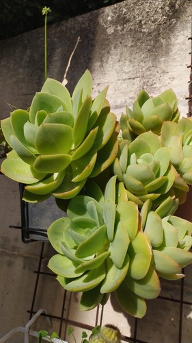 Echeveria elegans 2 - 2, talee