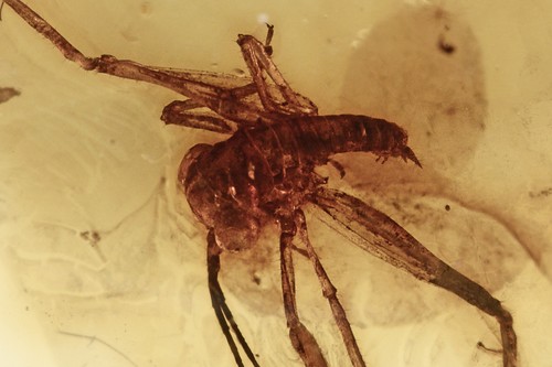 Cricket gryllidae grashopper - cricket,