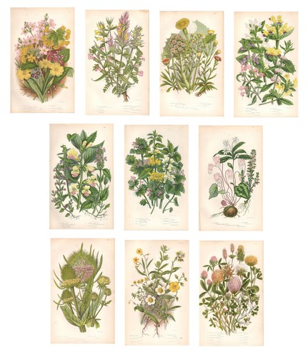 Stampe antiche fiori spontanei - fiori,