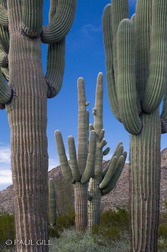 Semillas cactus gigante o - 15,