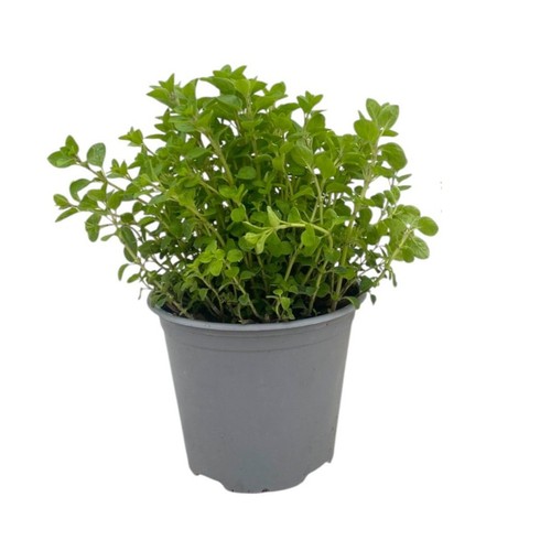 Origano origanum vulgare - origano, vulgare"