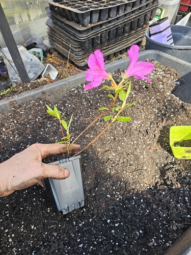 Two live medium purple - ,