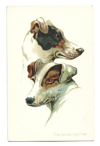 Antica cartolina animali - antica, animali: