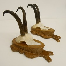 2 Pezzi Di Corna Di Camoscio