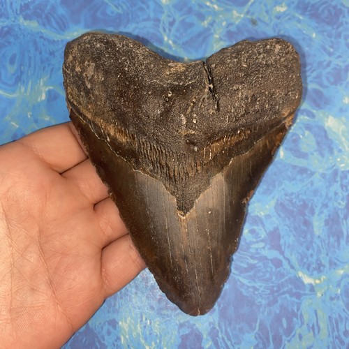 Megalodonte dente squalo - dente, di