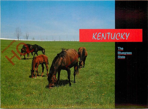 Picture postcard mares and - postcard::mares,