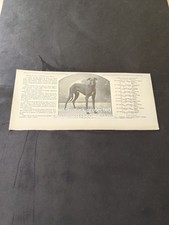 1909 IL LEVRIERO INGLESE GREY