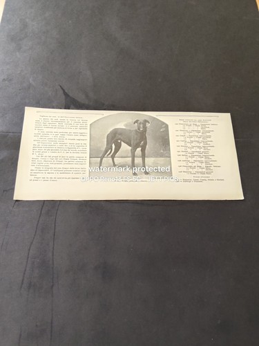 1909 levriero inglese grey - il,