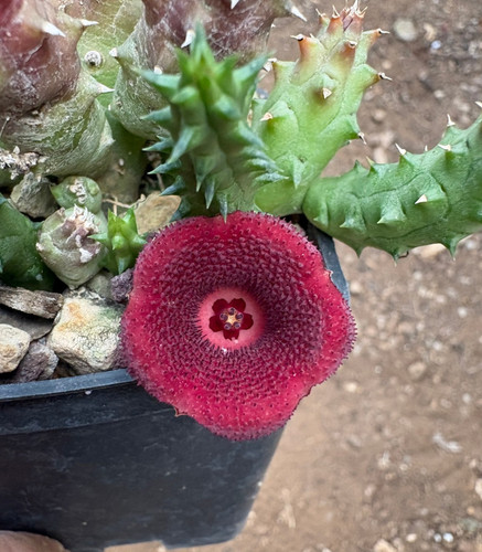 Huernia echidnopsoides - huernia,