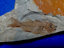 Pesce fossile + Alga - Eocene