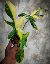 Philodendron Florida Beauty