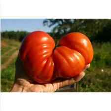 CUORE DI POMODORO DI BUE GIGANTE, 50 semi + OMAGGIO