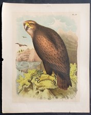Stampa antica aquila reale