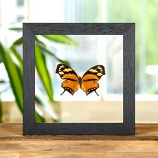 The Tiger Leaf-wing Butterfly
