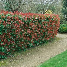 40 Piante di photinia h 150 cm