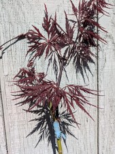 Red Dragon Japanese Maple