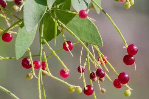 Salvadora persica spazzolino - salvadora,