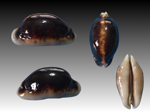 Cypraea eglantina - , f