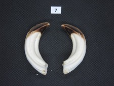Wild boar tusks (no. 7)