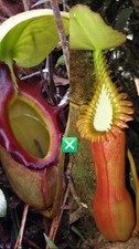 Nepenthes Rajah X Edwarsiana -