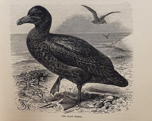 1894 stampa antica procellaria - stampa,