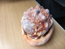 CONCHIGLIA NATURALE marina CASSIS RUFA 14 cm