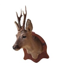 Trofeo di caccia imbalsamato -