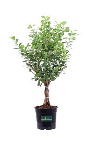 Pianta ficus moclame - pianta,