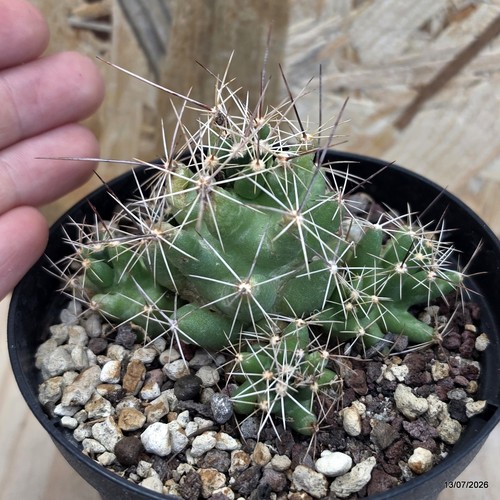 Coryphantha macromeris ssp