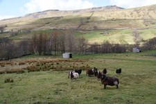 Photo A3 Zwartbles sheep in