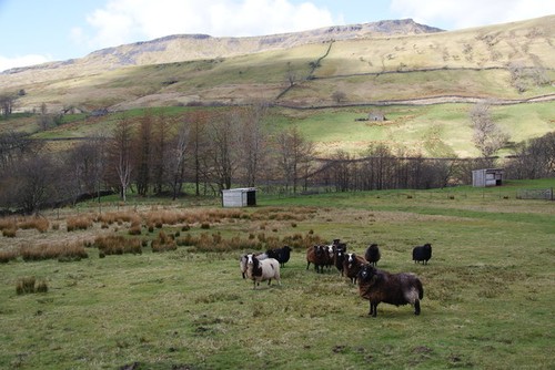 Photo zwartbles sheep in - zwartbles,