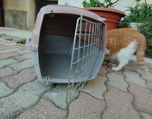 Trasportino romeo per - 1, cane