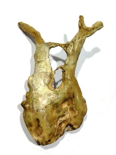 Raro ornamento 630 grammi