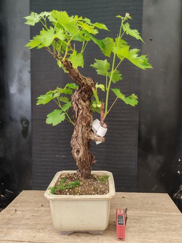 Bonsai vite h - ,