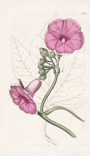 Ipomoea insignis indie - ipomoea,