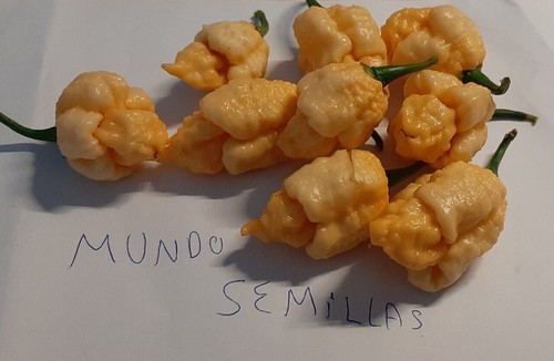 Carolina reaper peach - , più