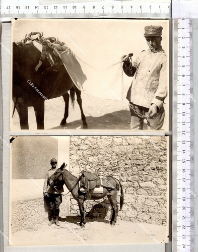 103 ww1 sella per mulo - ww1,