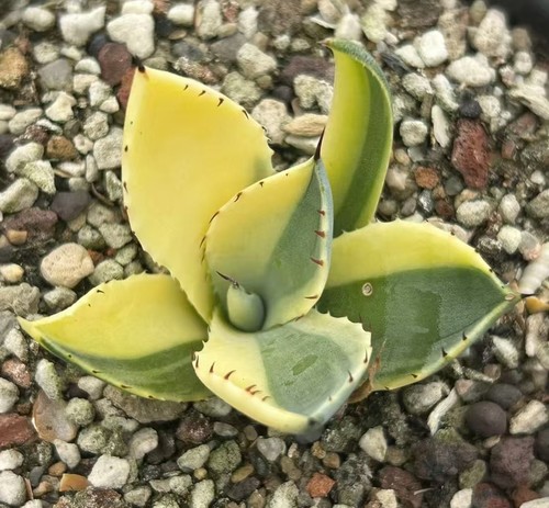 Vendita raro cactus - vendita, agave