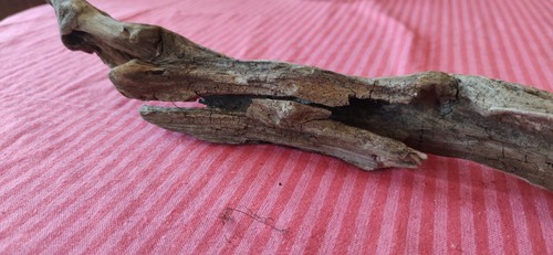 Legno per acquario terrario - legno,