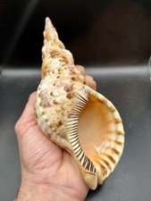 20cm parfait état - 7.87",