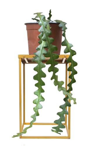 Epiphyllum anguliger cactus - cactus, a