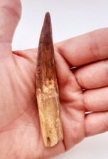 Grande Dente di Spinosauro 9,8 cm - Fossile Dinosauro - Cretaceo - Marocco (F46)