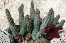 Huernia pillansii X Huernia