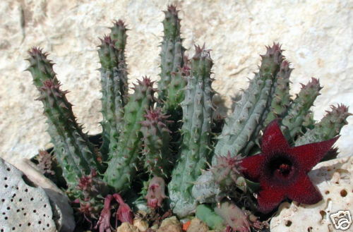 Huernia pillansii - pillansii, x