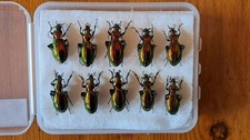 10 Chrysocarabus splendens
